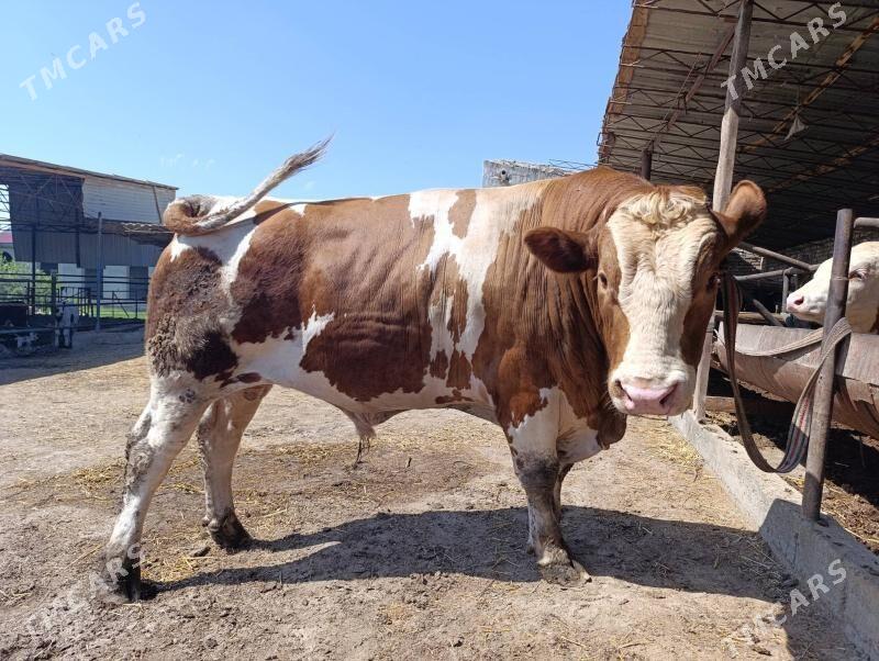 сментал окузлер - Çärjew - img 1