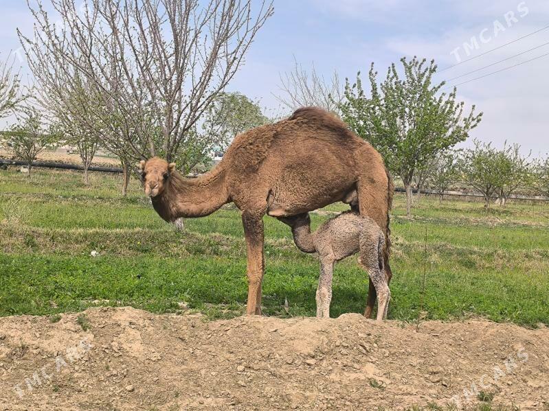 Kosekli duye - Sakarçäge - img 1