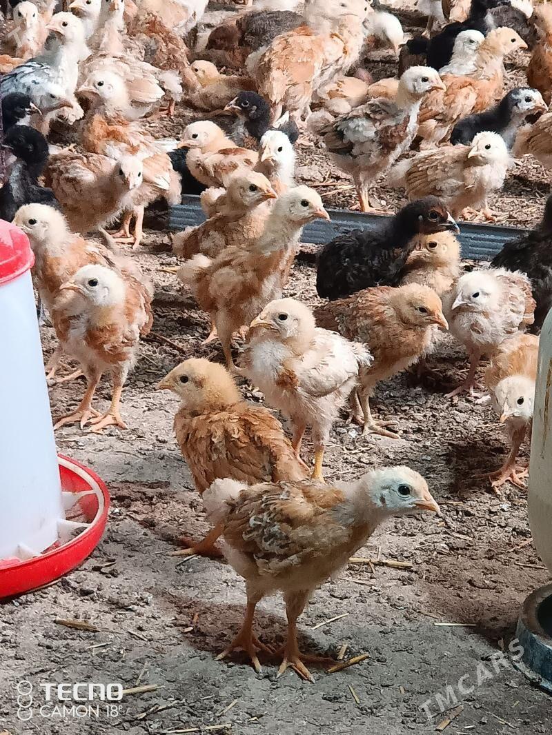 towuk jüyje - Дашогуз - img 1