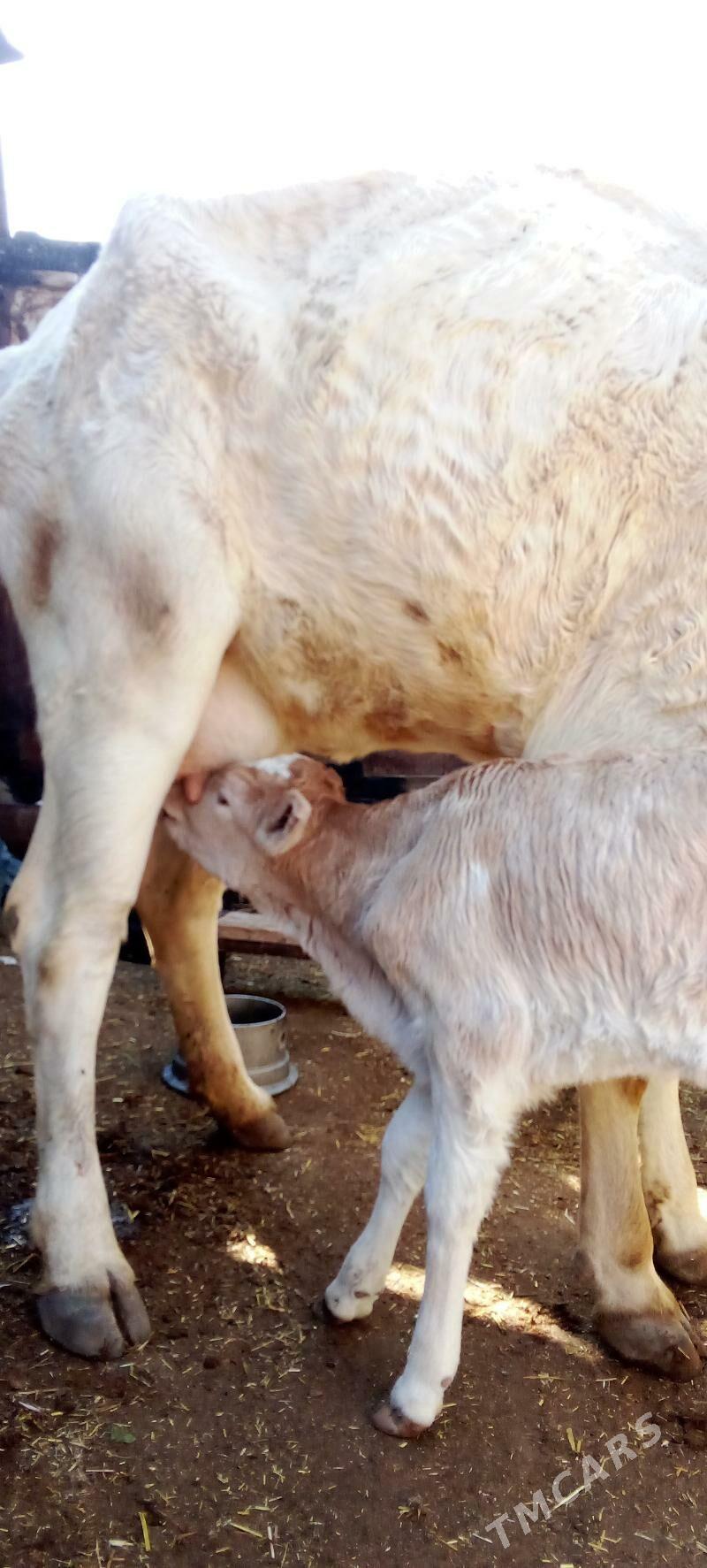 şiwet Göleli sygyr - Джебел - img 1