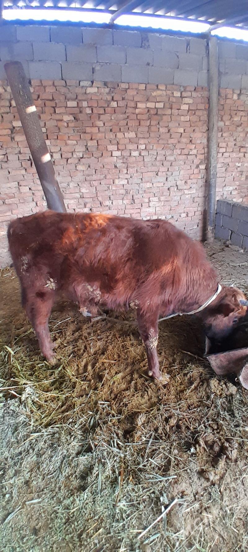 Okuz 1.5 yaṣ - Ак-Бугдайский этрап - img 1