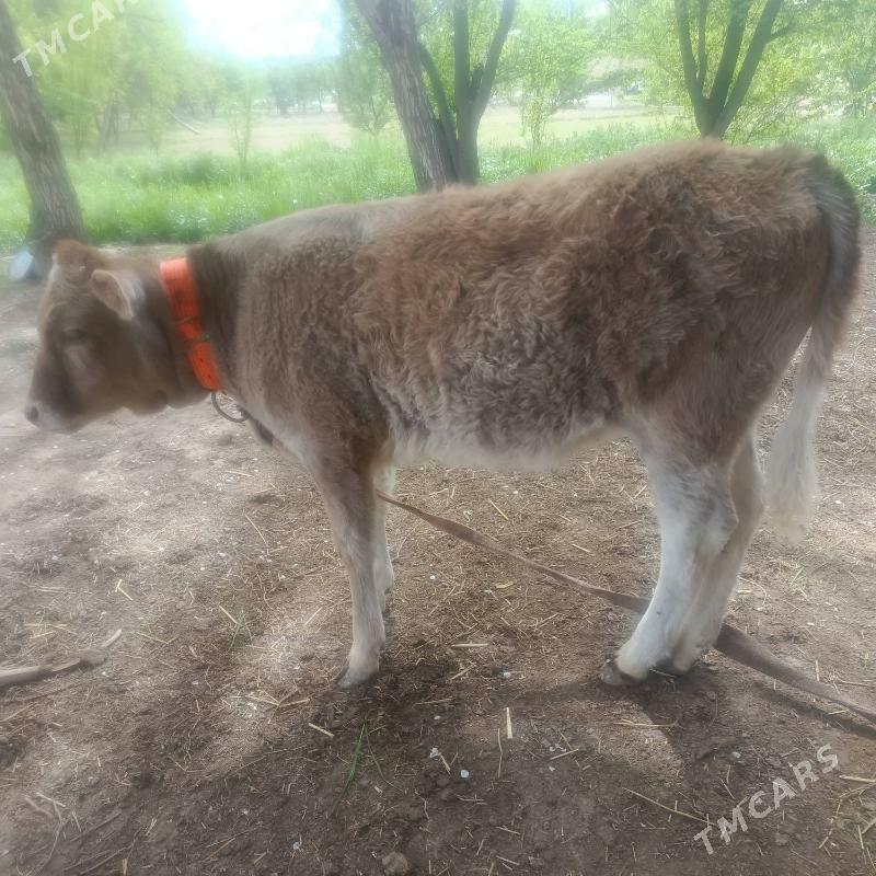 gulajyn gole - Murgap - img 1