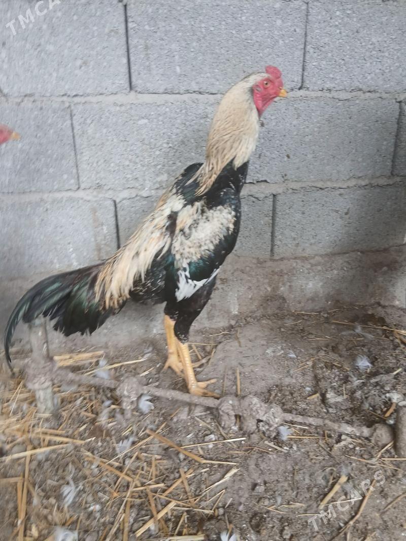 Taşgent towuk jüje ördek gus - Бузмеин - img 1