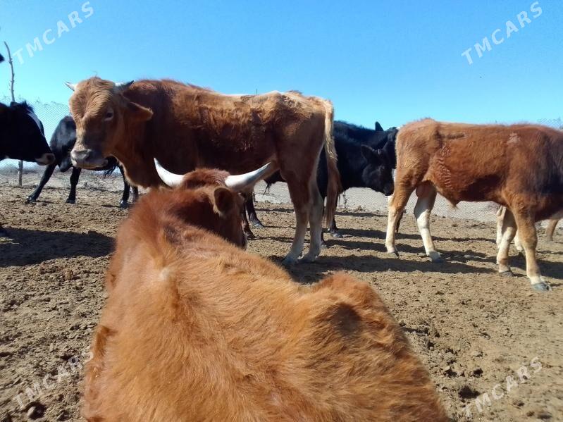 okuz - Babadaýhan - img 1