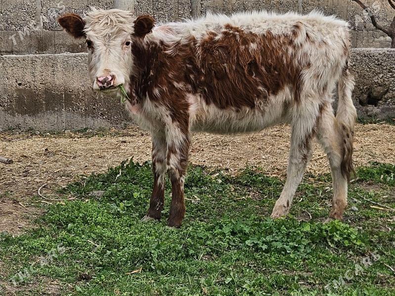 tuwe - Büzmeýin - img 1