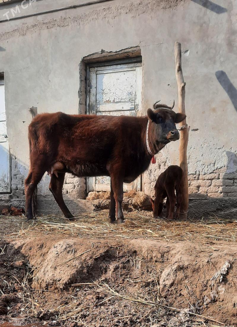 BOÝY BEYIK GÖLELI SYGYR - Кёнеургенч - img 1