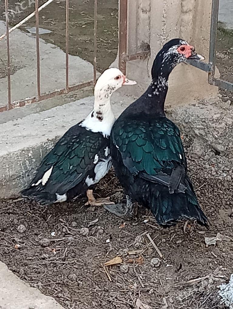 indawutga - Гызыларбат - img 1