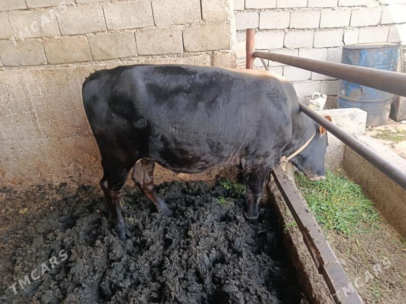 okuz - Büzmeýin - img 1