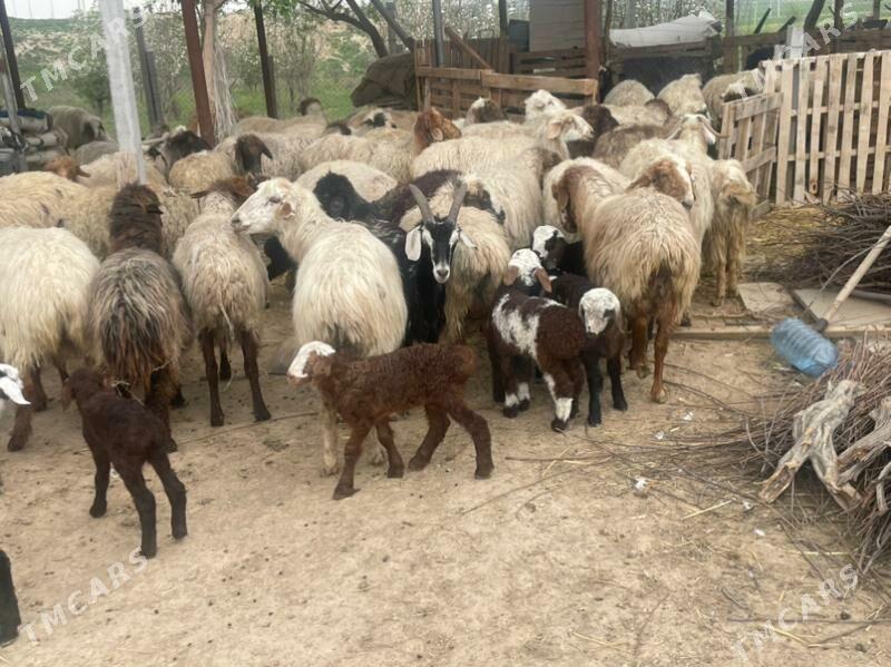 guzuly goyun - Багир - img 1