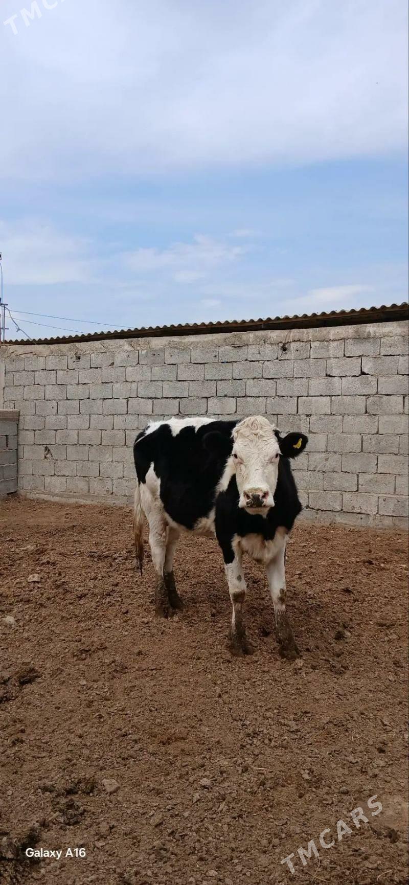 simental - Änew - img 1