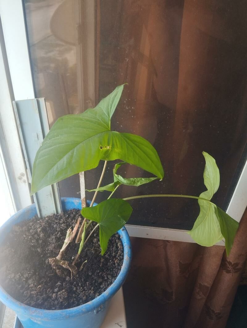 Антуриум - Türkmenabat - img 1