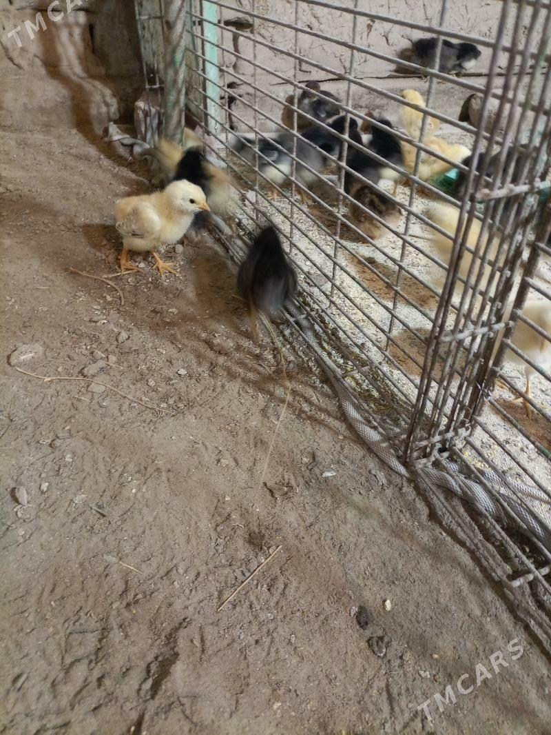 juyje - Губадаг - img 1