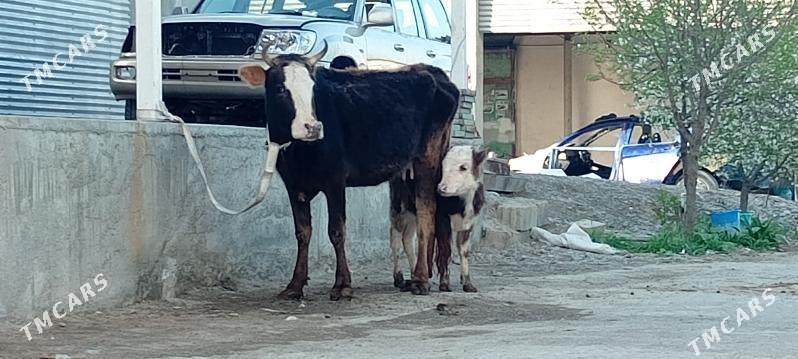 Göleli Sygyr - Ашхабад - img 1