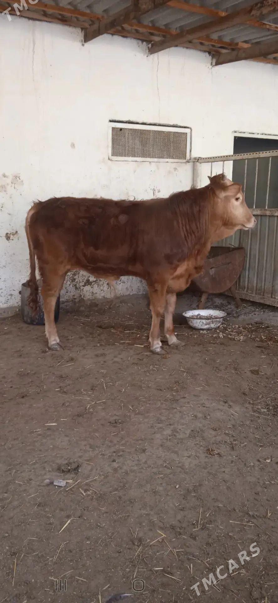 Okuz - Bäherden - img 1