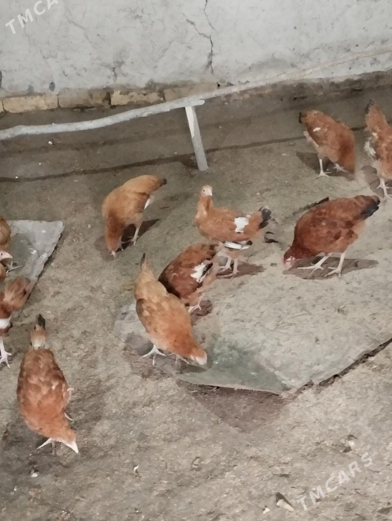 towuk juyje - Болдумсаз - img 1