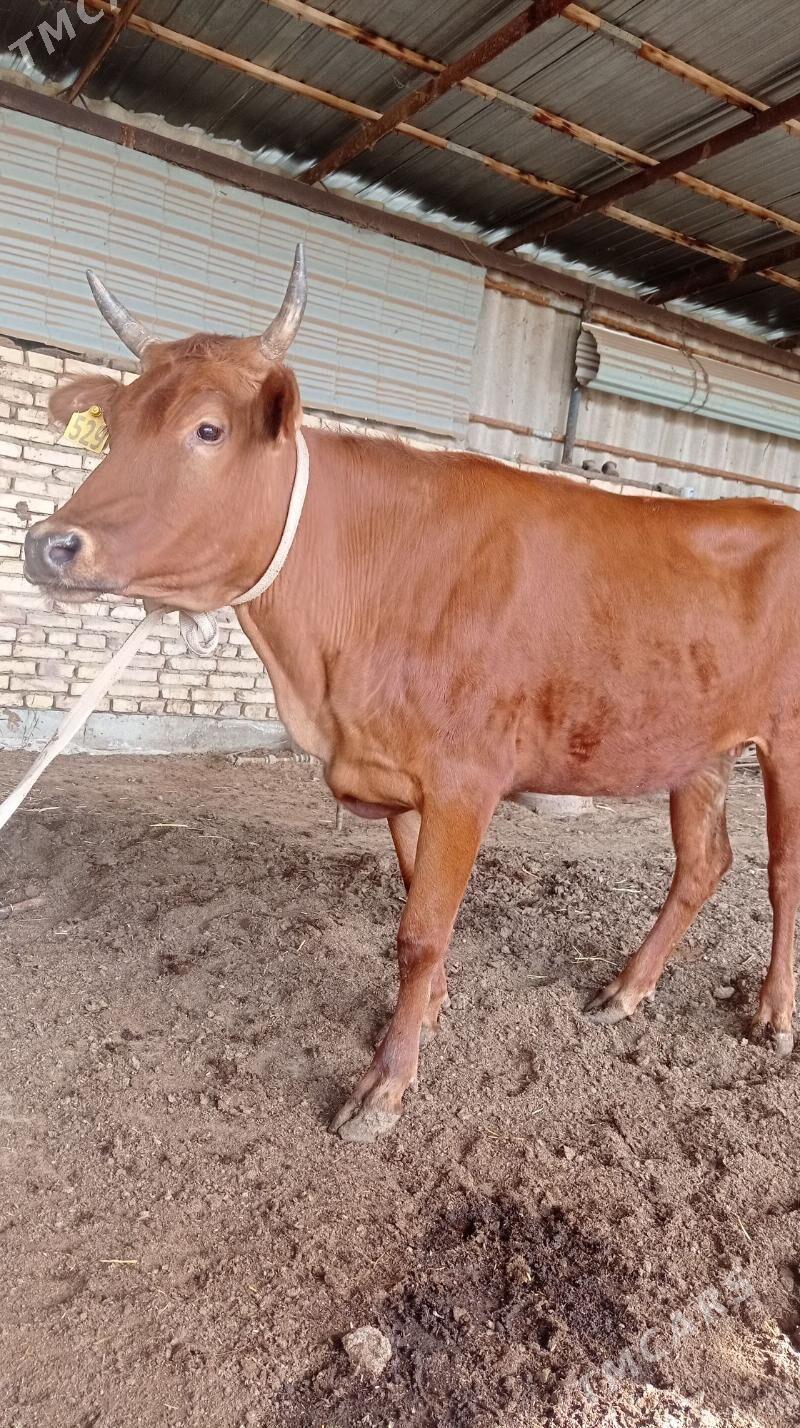 gulajyn - Векильбазар - img 1