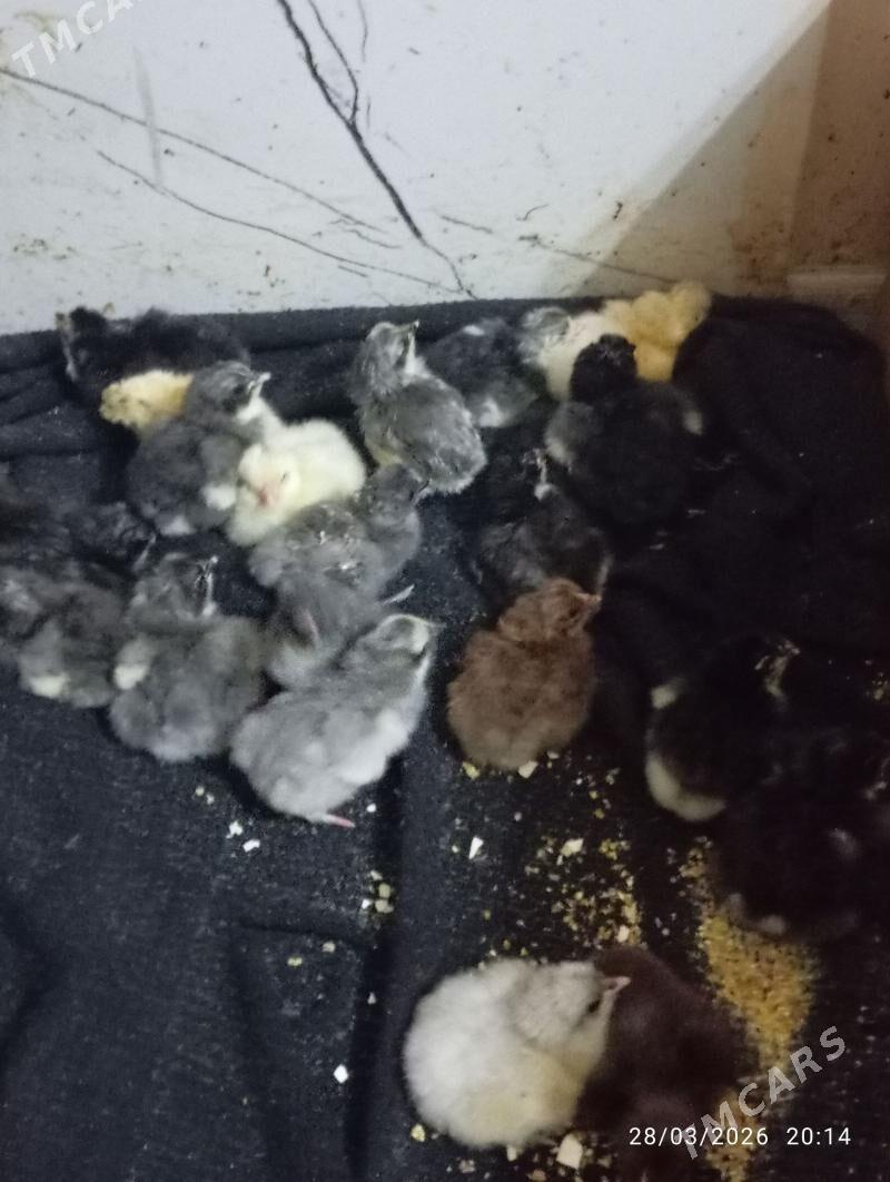 brama broller - Фарап - img 1