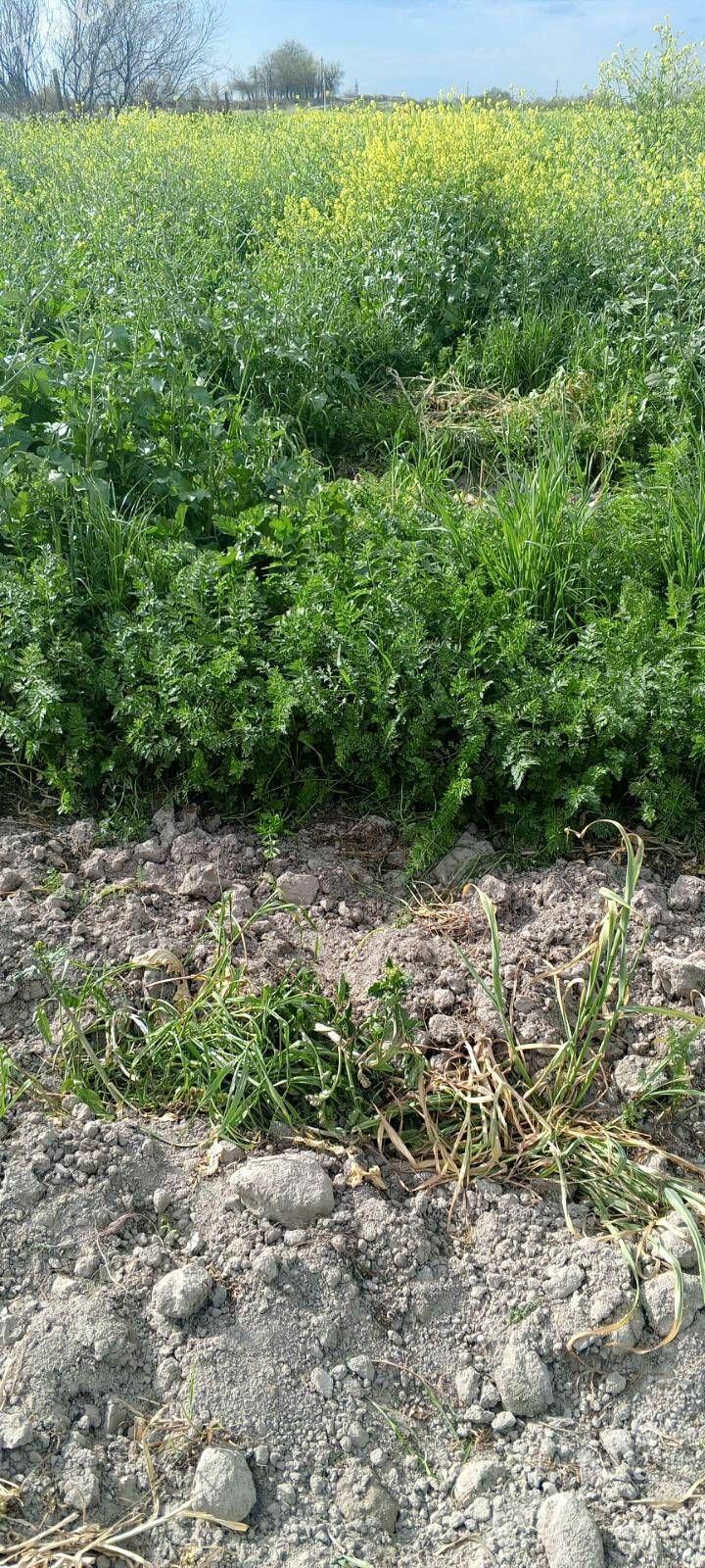 Satlyk käşir Ysmanak optom bah - Ашхабад - img 1