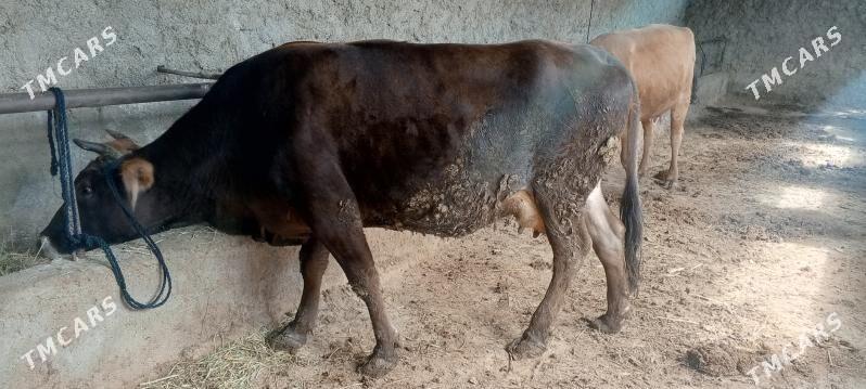 sygyr baklan - Bäherden - img 1