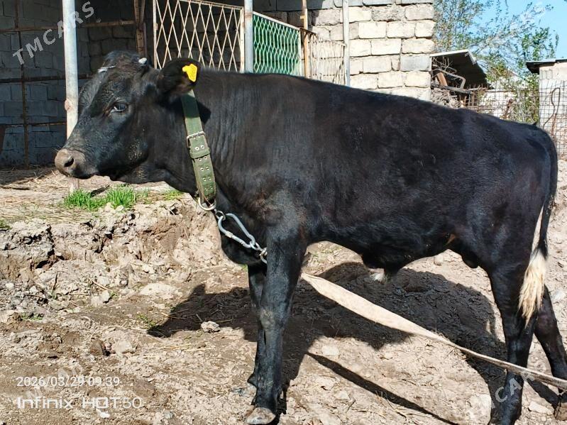 öküz - Aşgabat - img 1