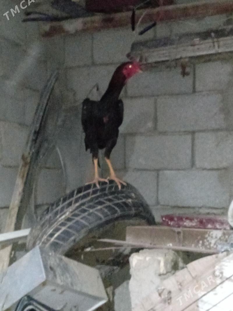 Taşkent bayes horoz - Jebel - img 1