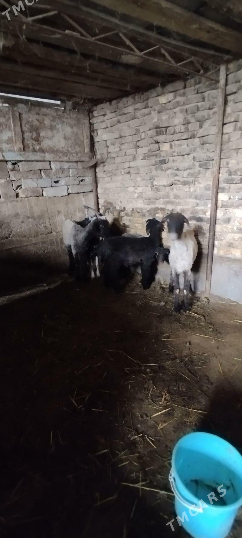 Guzuly goýun - Aşgabat - img 1