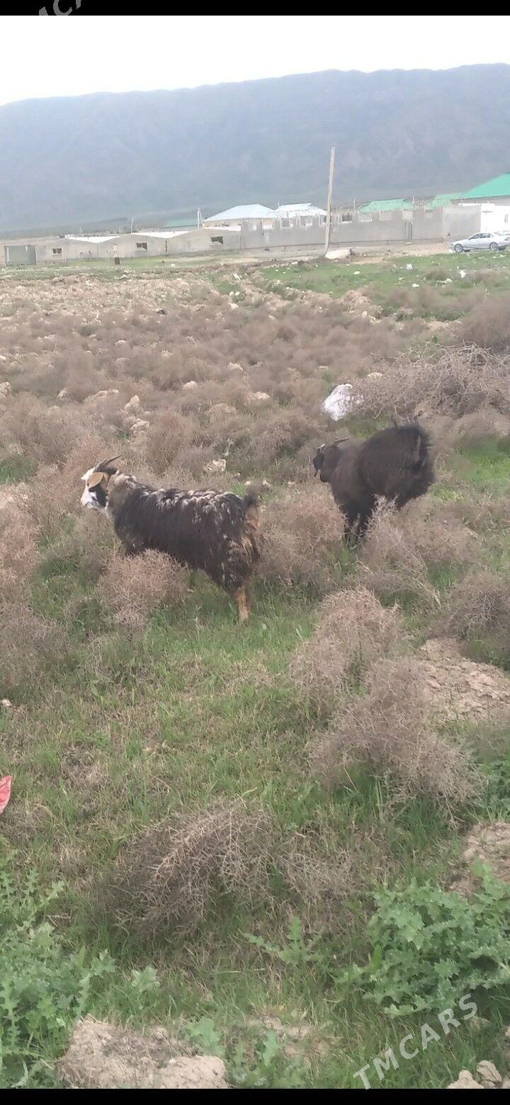 Cebis - Гёкдепе - img 1