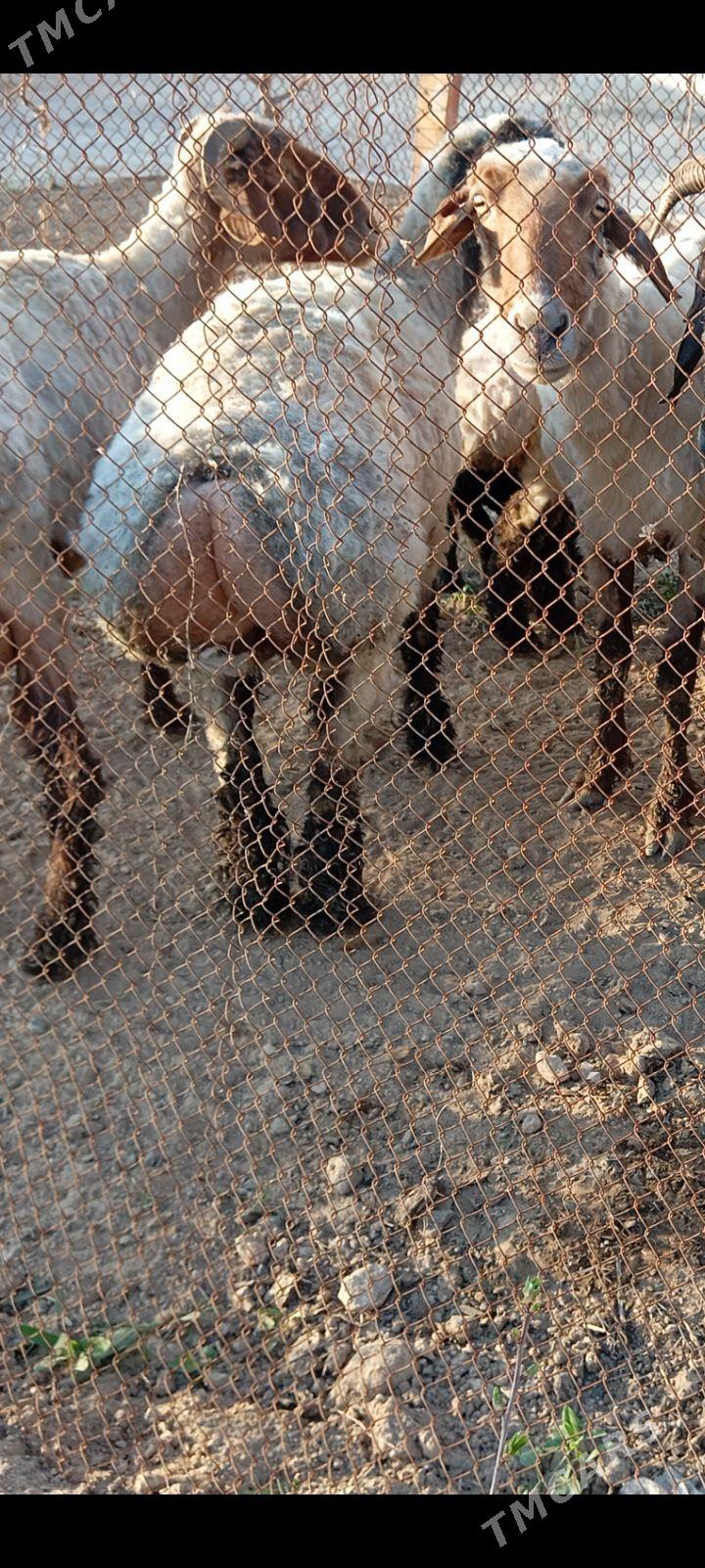 bag goyun - Ашхабад - img 1