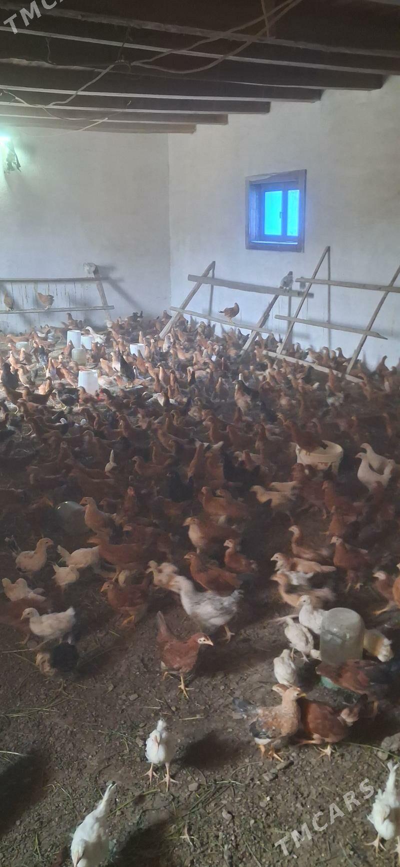 juyje - Махтумкули - img 1