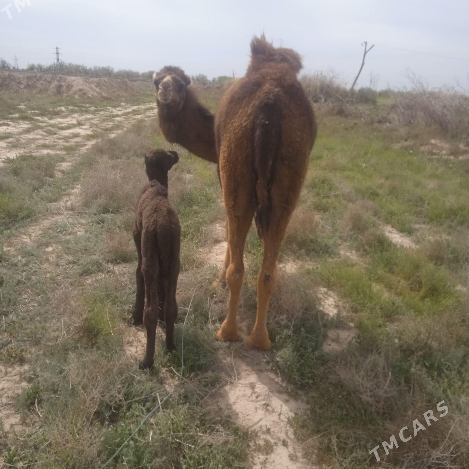 kosekli duye. - Байрамали - img 1