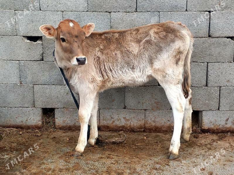 tohum tuwe - Gökdepe - img 1