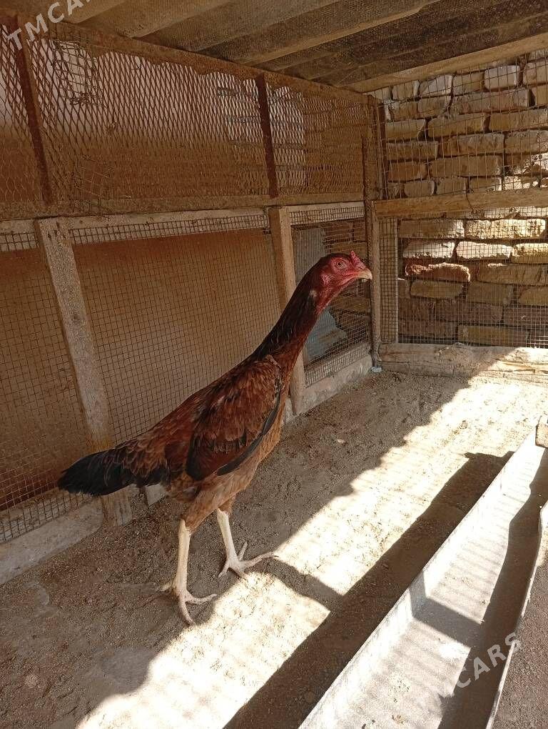 baysow towuk - Чарджоу - img 1