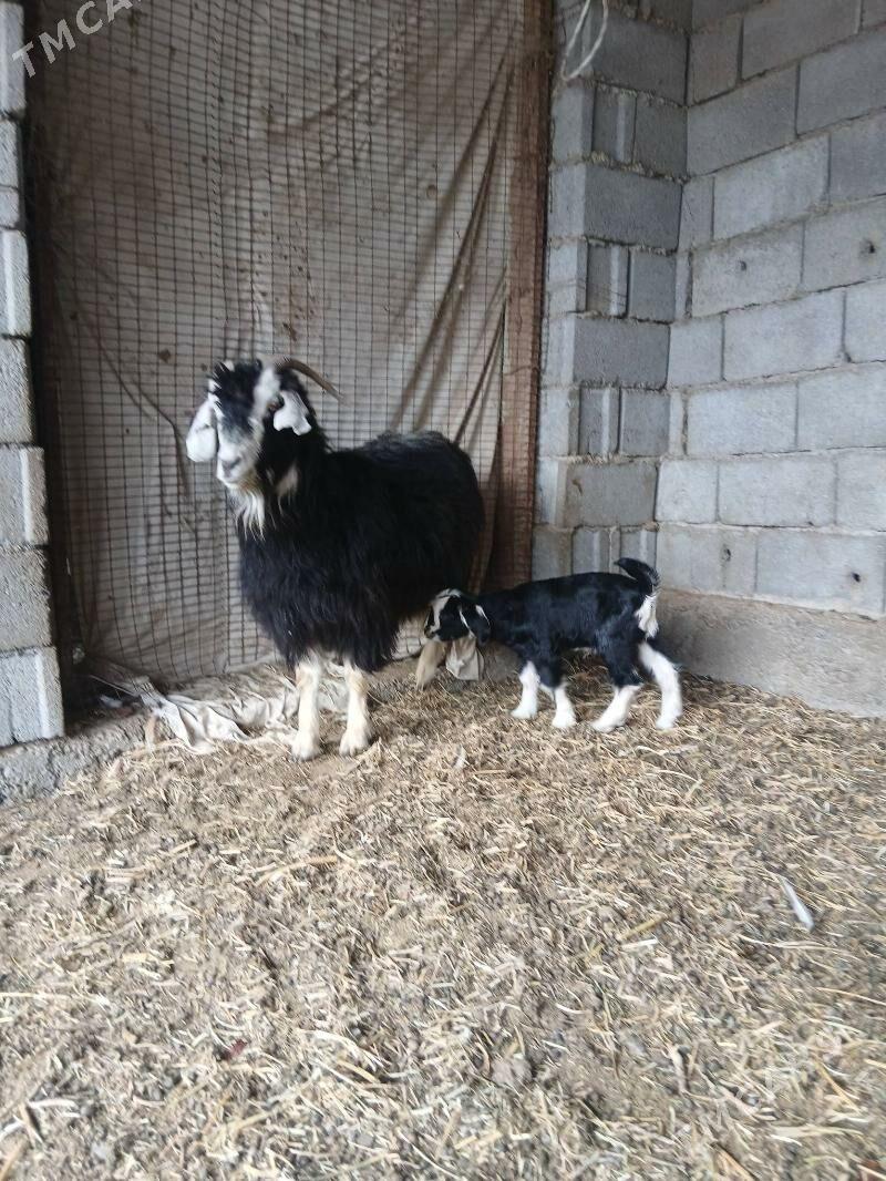 owlakly geçi - Aşgabat - img 1