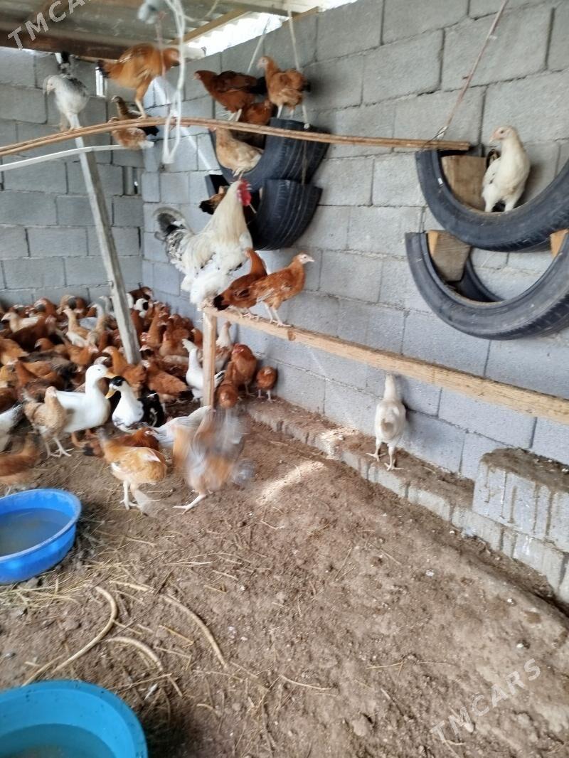 Horoz - Ашхабад - img 1