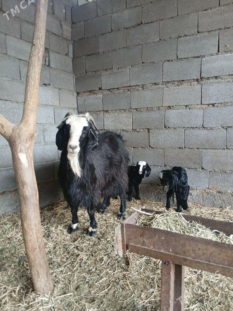 ekiz owlakly geçi - Aşgabat - img 1