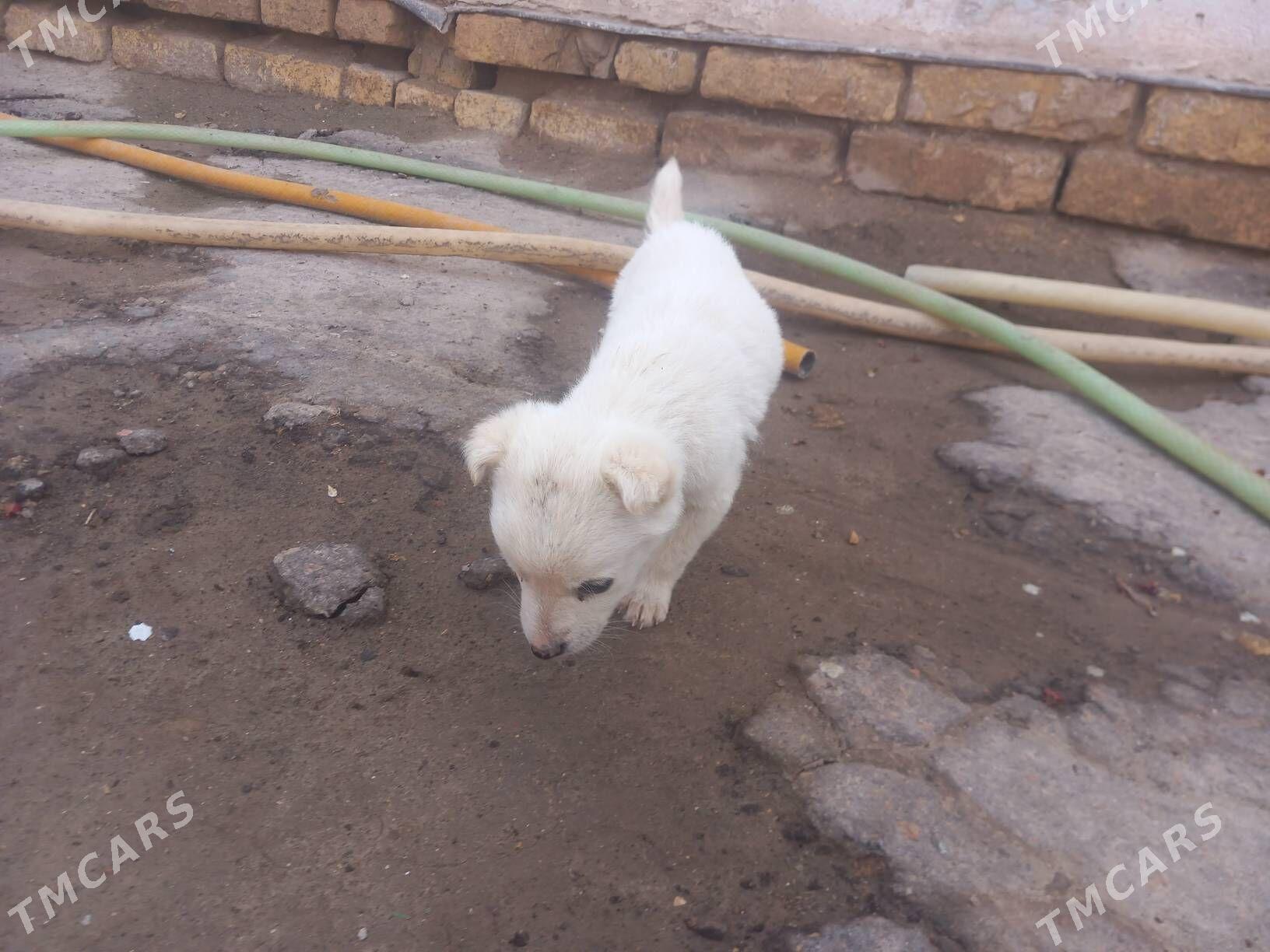 gurji gujuk - Гороглы (Тагта) - img 1