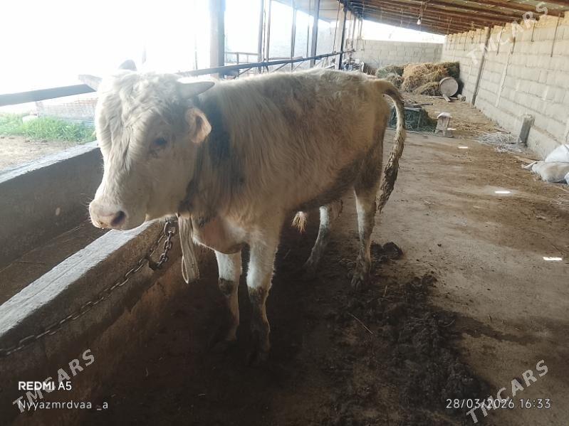 Öküz - Кака - img 1