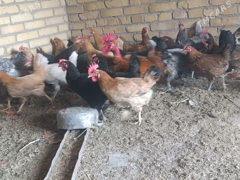 GEGANT BROŶ TOWUKLAR - Сакар - img 1