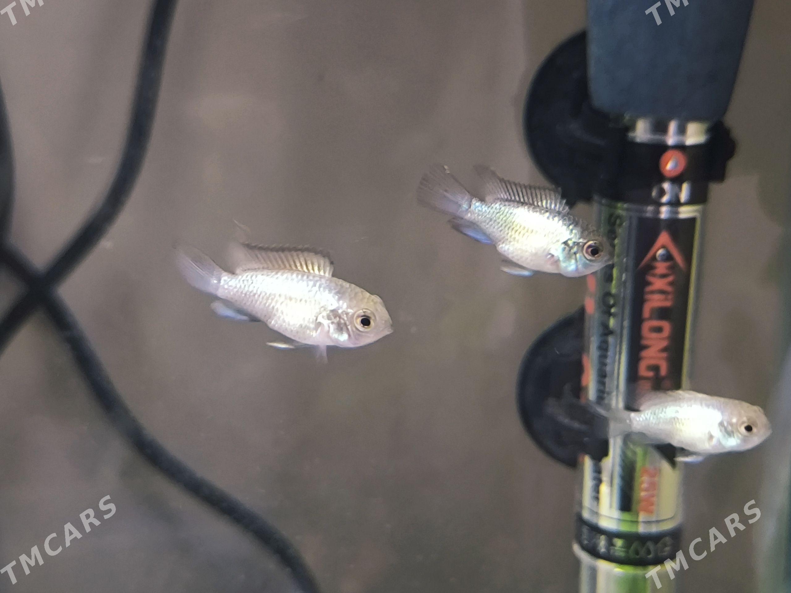 Nanakara neon blue - ул. Подвойского (Битарап Туркменистан шаёлы) - img 1