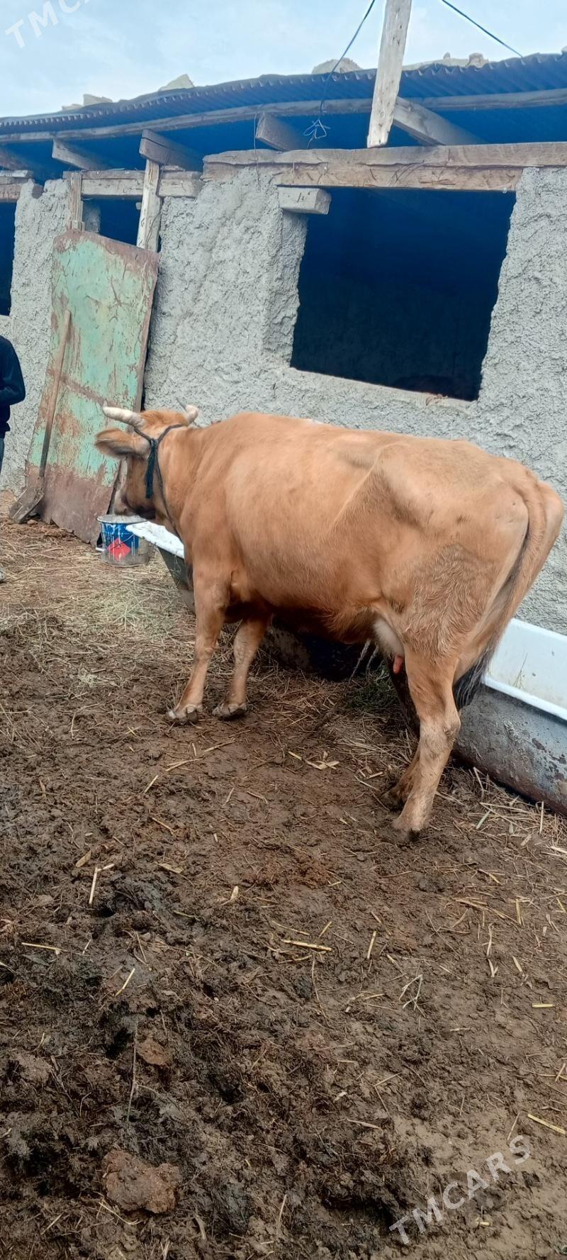 göleli sygyr - Бахарден - img 1