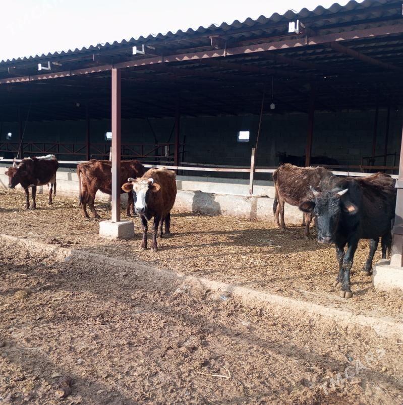 GYSYR SYGYRLAR - Gökdepe - img 1