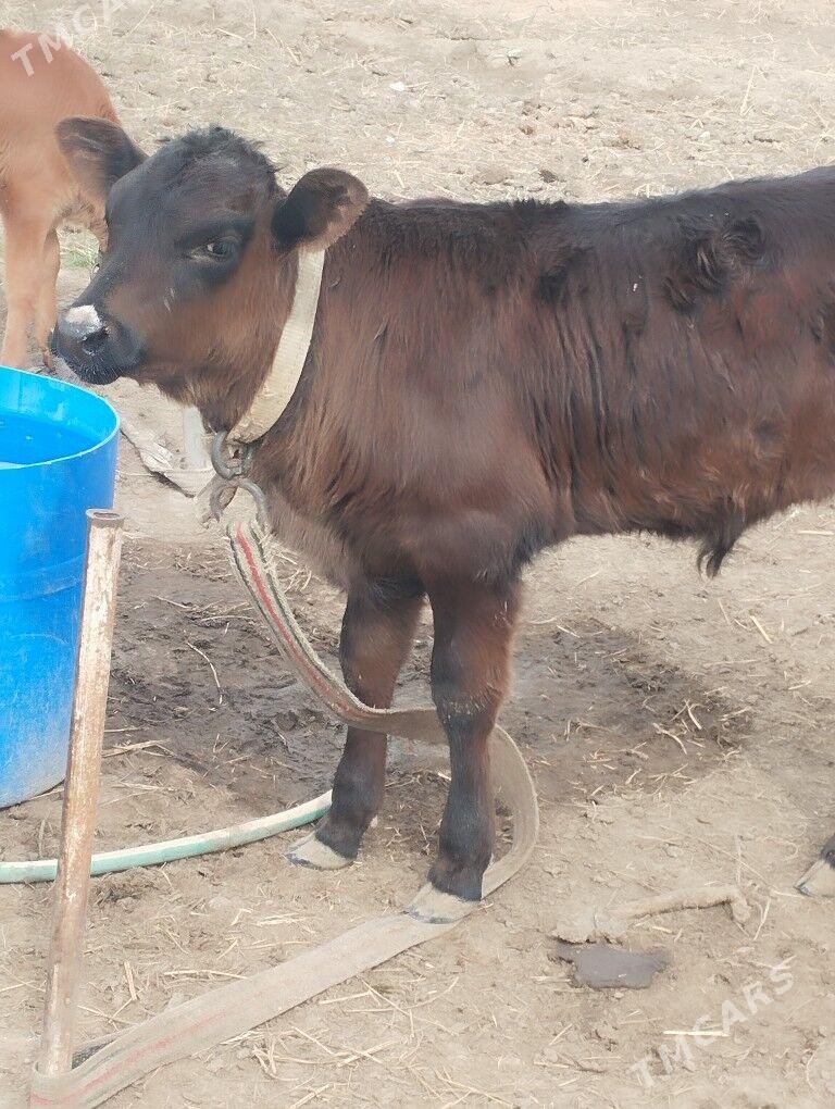 Simental öküzçe - Murgap - img 1