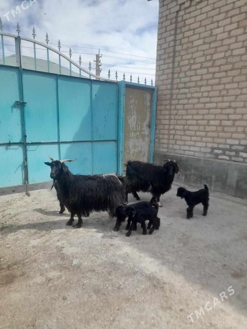 ekiz owlakly geci - Гарадамак Шор - img 1