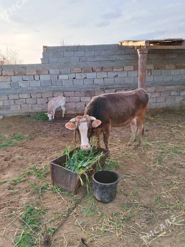 goleli sygyr - Гёкдепе - img 1