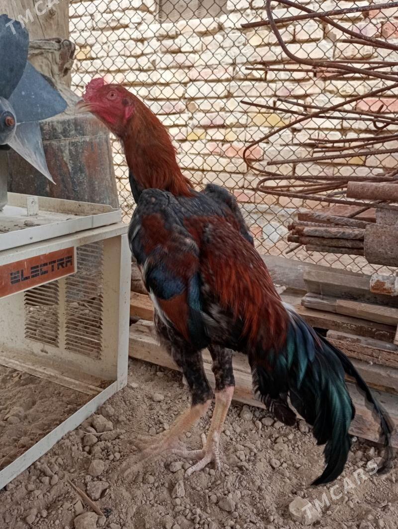 TASGENT JUYJE - Мары - img 1