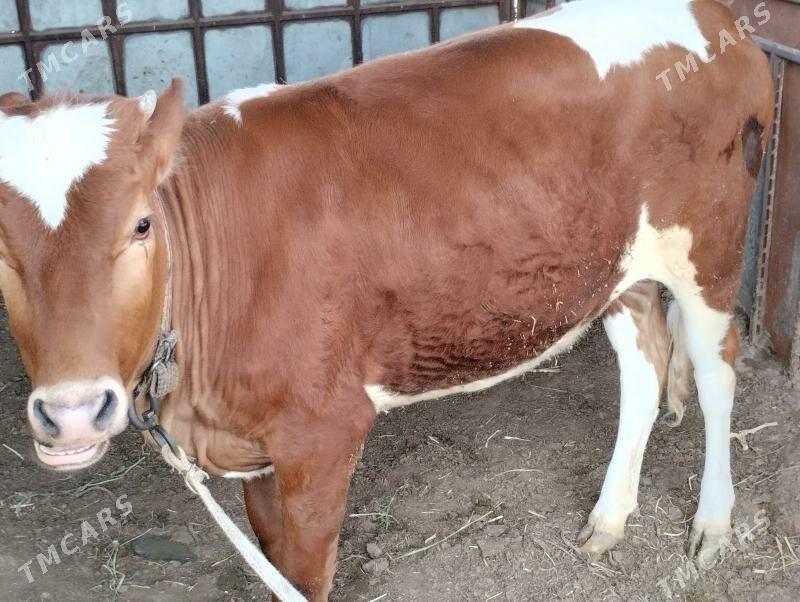 Bakylan gulajyn - Мары - img 1