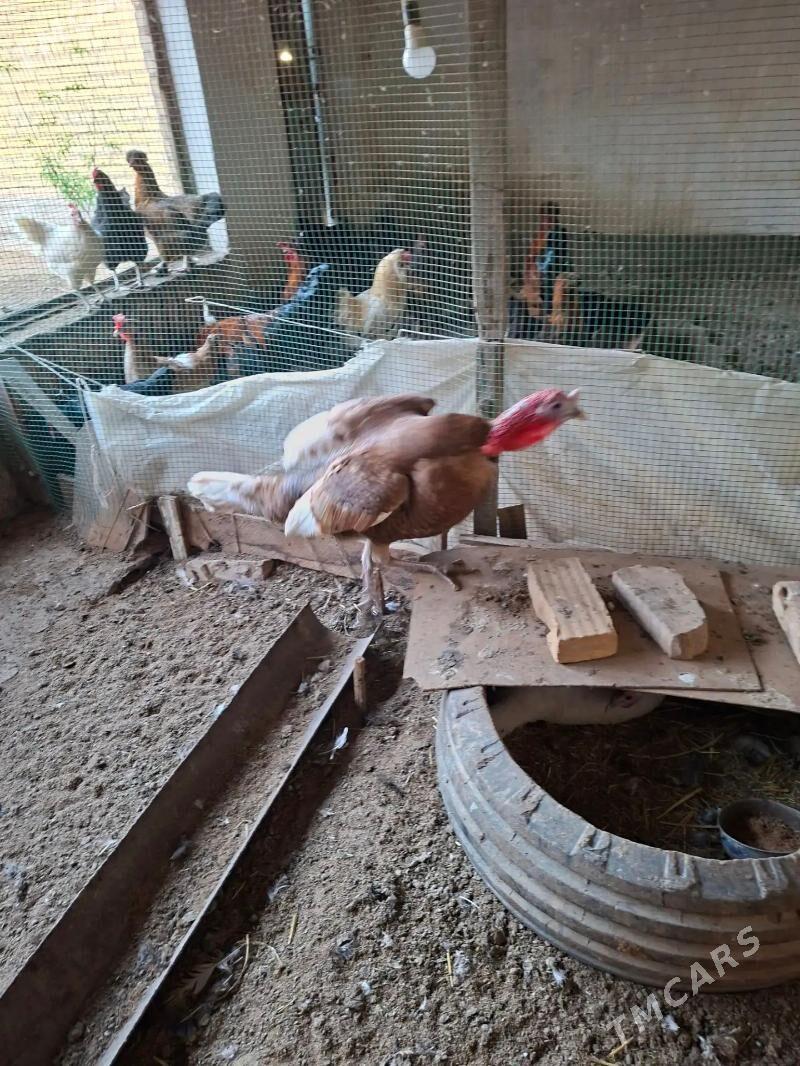 Indyuk - Çärjew - img 1