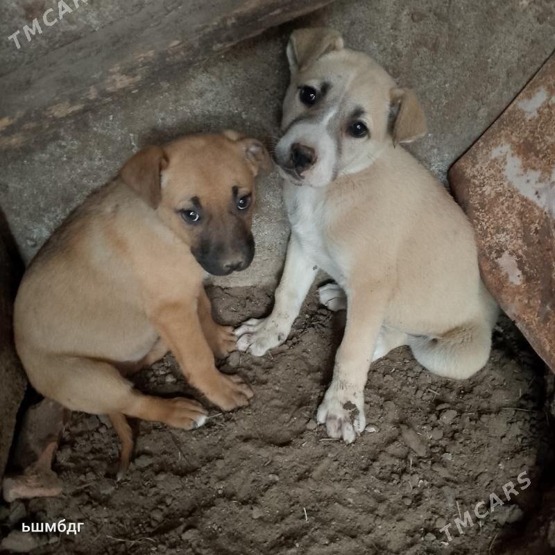 Pidbul - Ашхабад - img 1