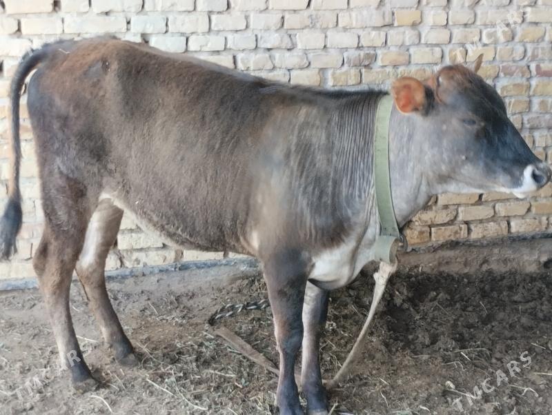 Gulajyn - Mary - img 1