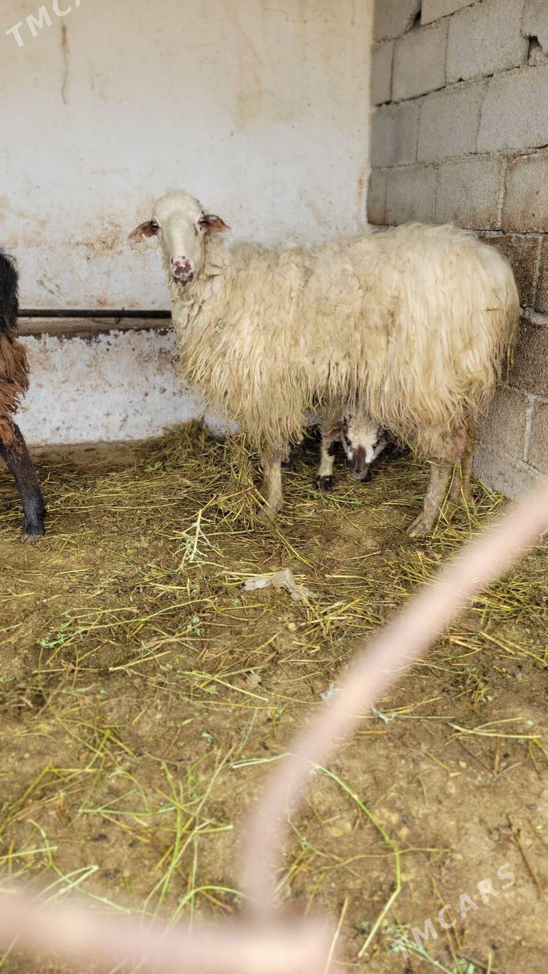 guzyly goyun - Ak bugdaý etraby - img 1